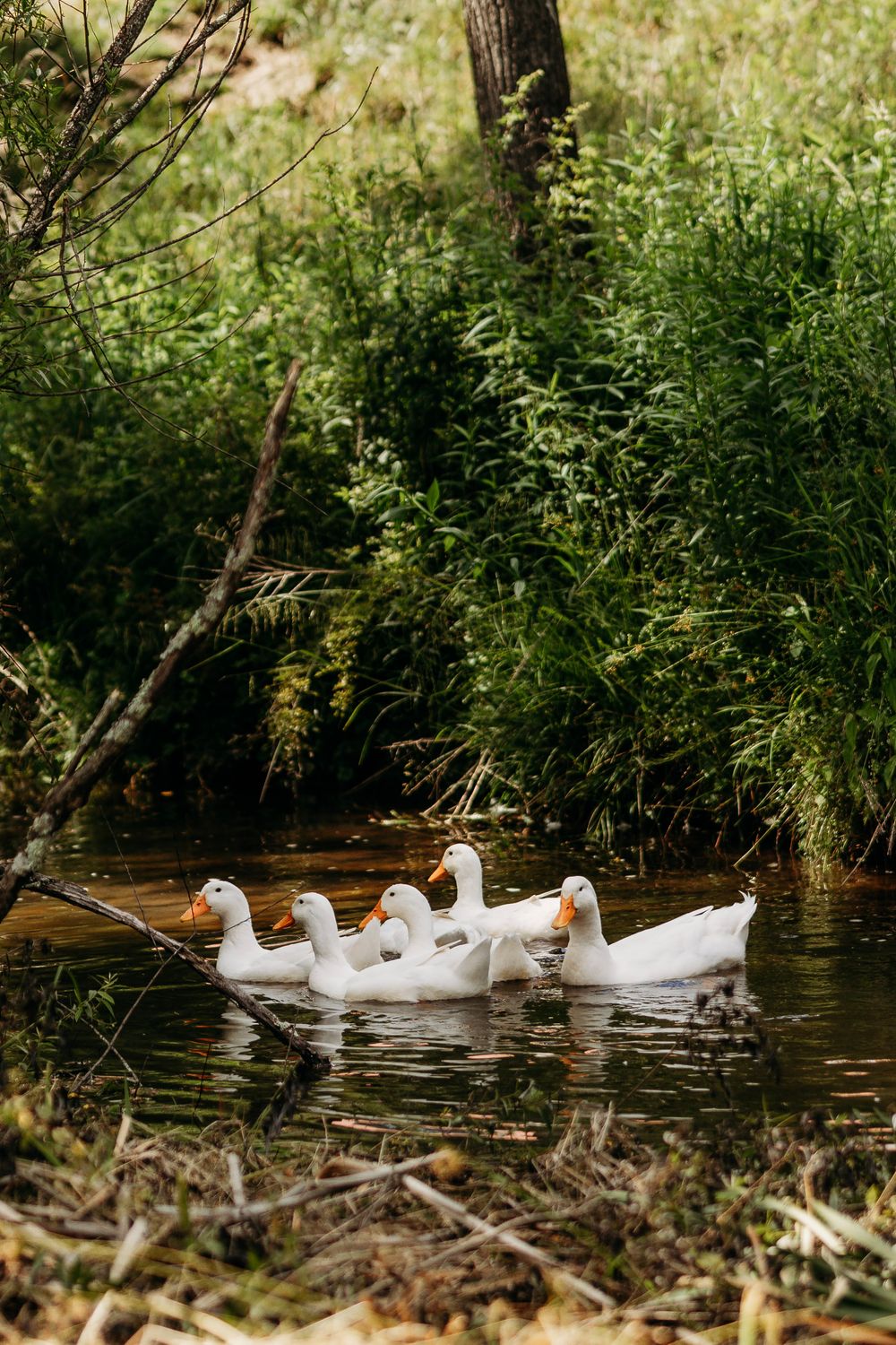 A group of white ducks with orange bills swimming together in a calm creek surrounded by lush green vegetation.