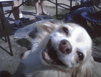 A happy long-haired dog tilts its head back with mouth open, photographed outdoors near people's legs and chairs.