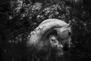 CABALLOS HORSES IMPRESIONES ARTE FINO FINE ART PRINTS EQUINE PHOTOGRAPHY FOTOGRAFIA EQUINA NATURE CAVALLI PFERDE PAARD PAULINA RANGEL