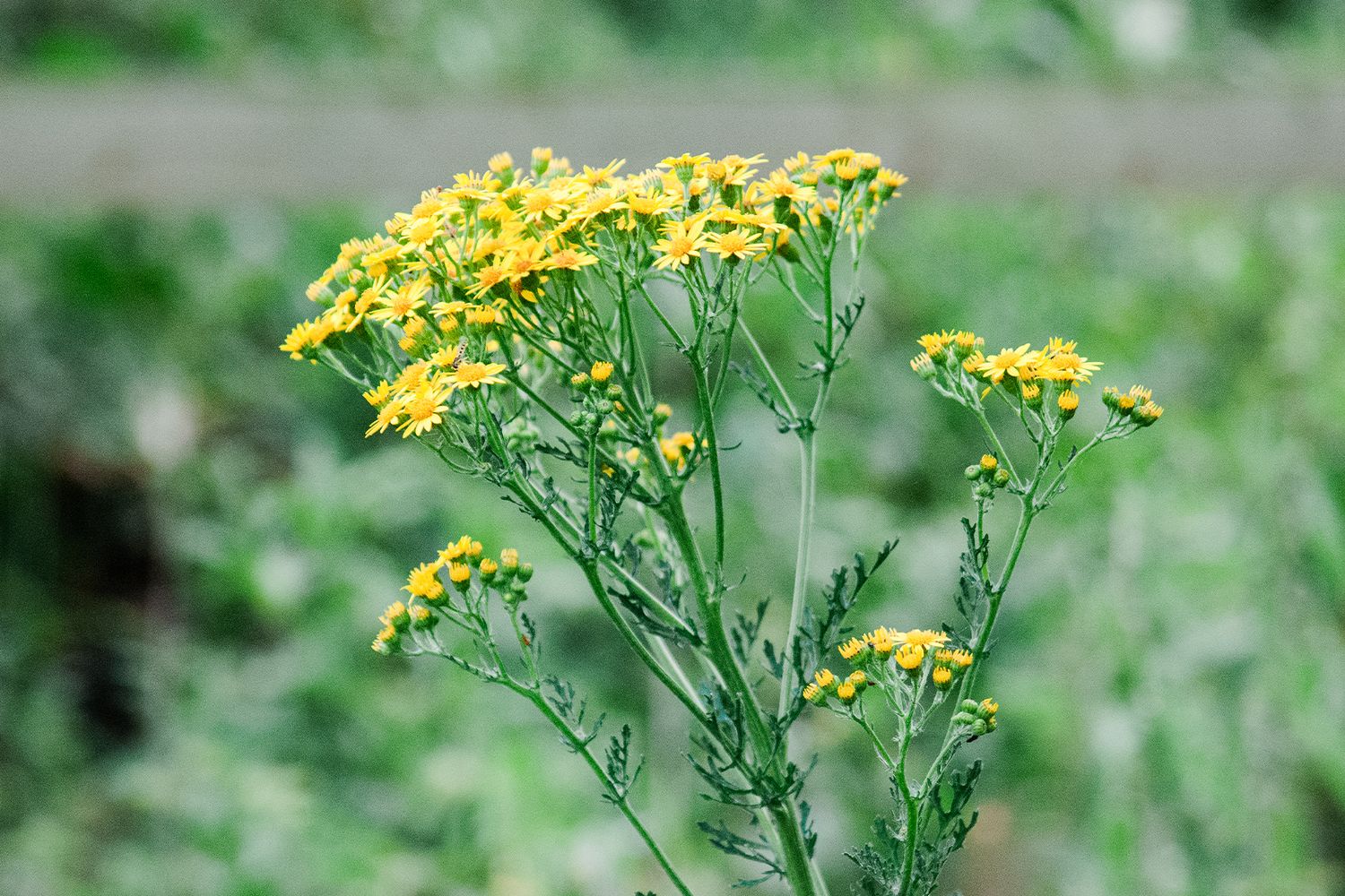 Close-up of yellow ragwort wildflowers with green stems blooming in a lush garden setting.