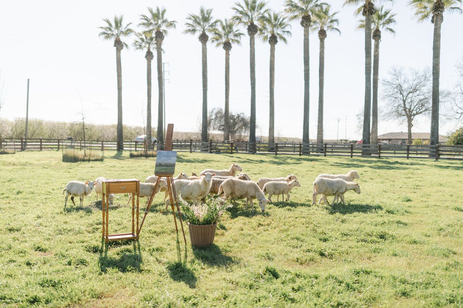 Flock of white sheep grazing on lush green grass surrounded by tall palm trees on a sunny farm day.