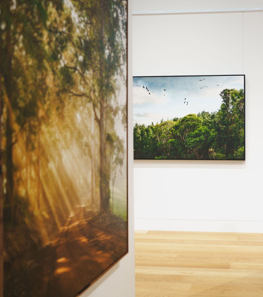Sunlit forest path painting beside lush green tropical canopy photograph in art gallery.