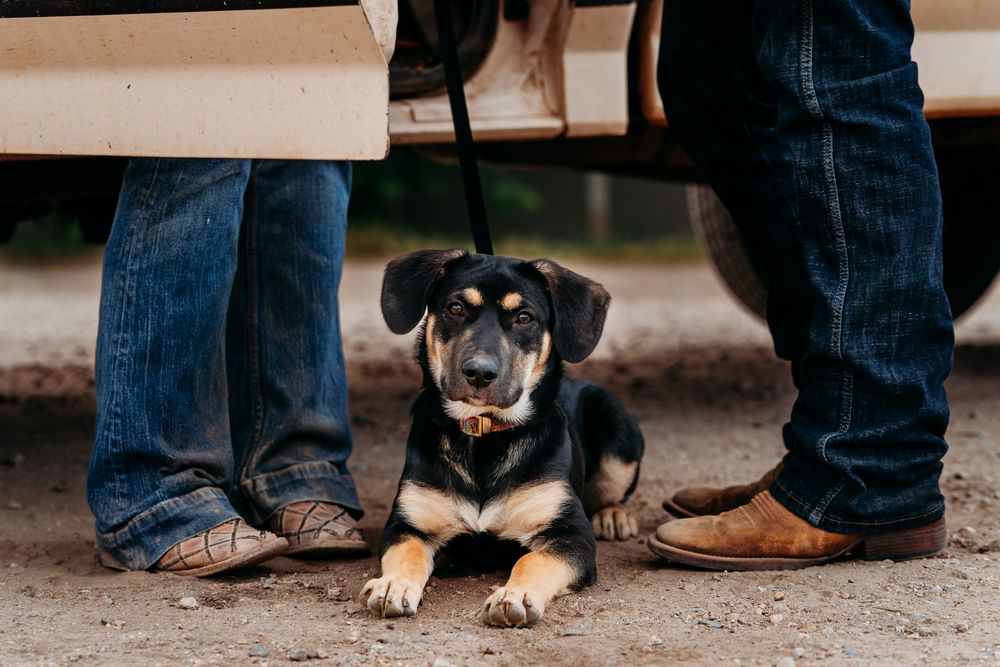 A black and tan puppy lies on dirt between two people wearing jeans and cowboy boots, held by a leash.