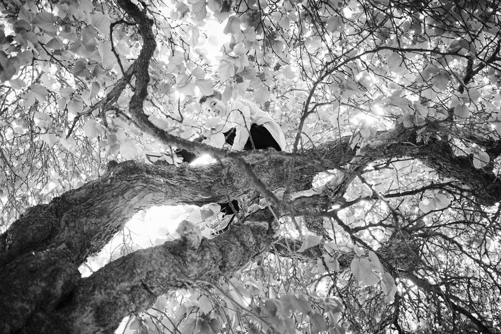 Black and white photo looking up through gnarled tree branches with lush foliage canopy above.