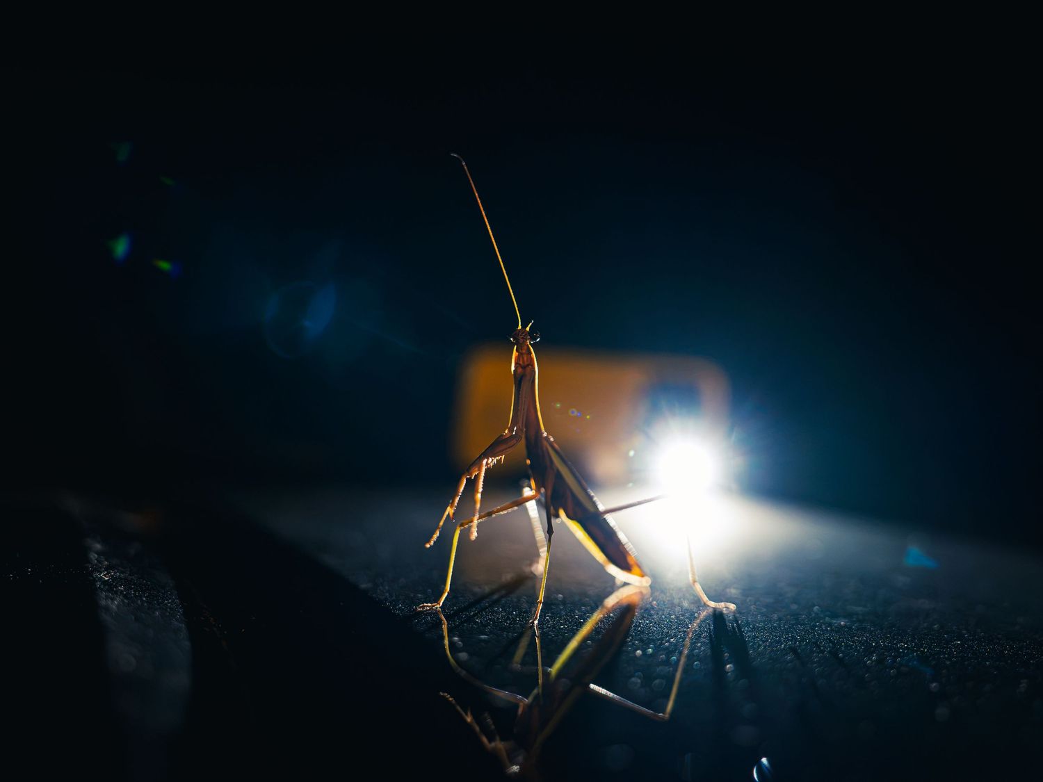 A praying mantis rears up on a dark surface at night, long antenna raised, backlit by a bright point of light that rims its slender body.