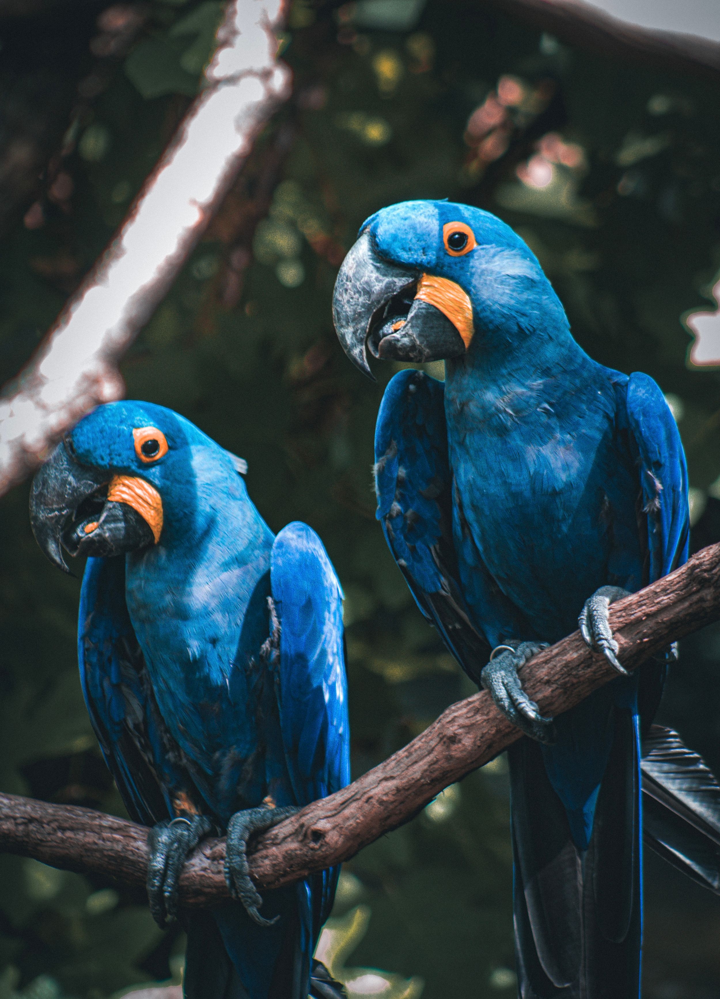 Professional nature photography. Two exotic blue birds sitting on a branch at the Nashville Zoo.