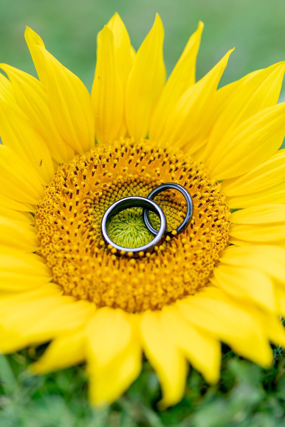 sunflower wedding ideas of ring photos