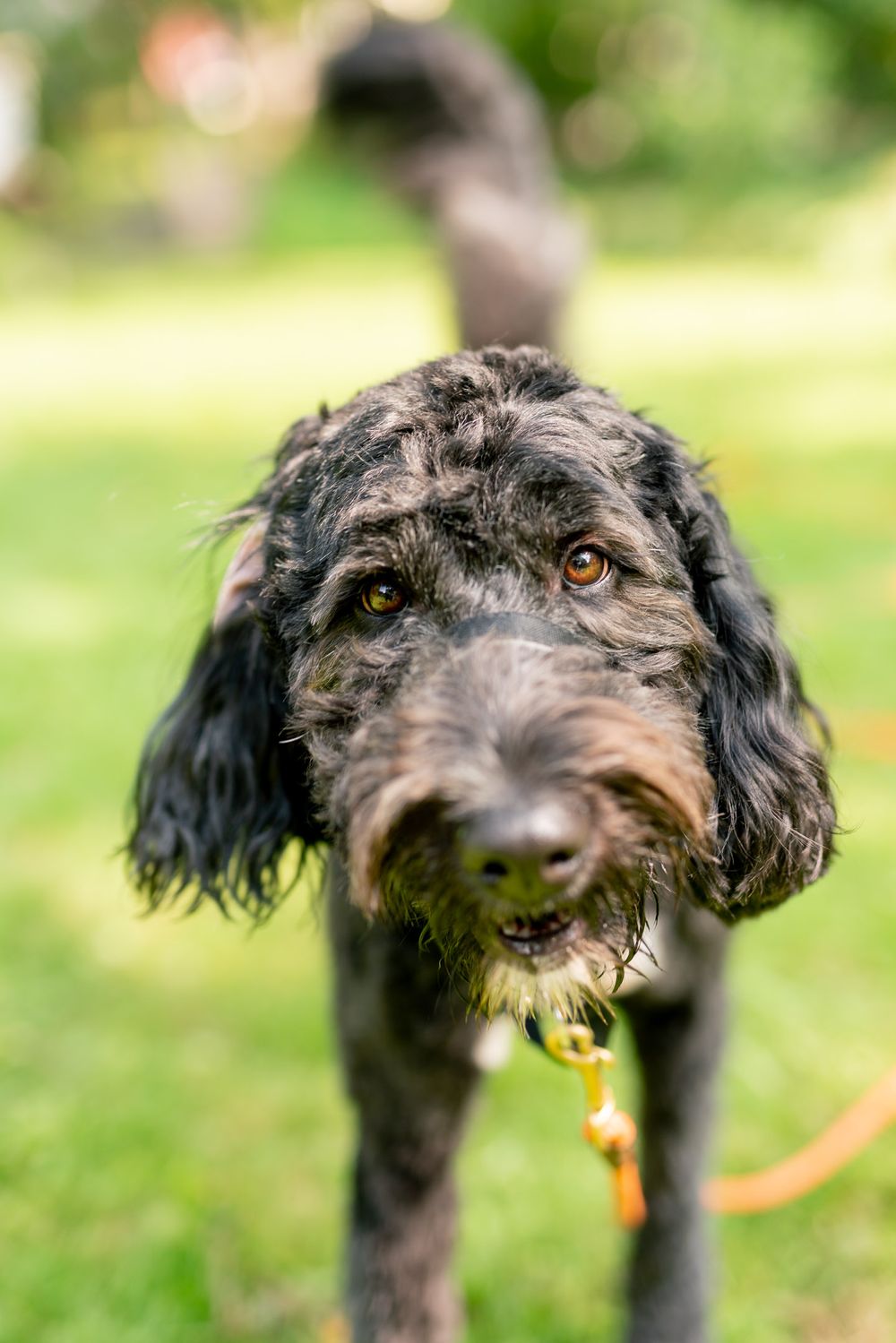dog photos at a wedding in Toronto
