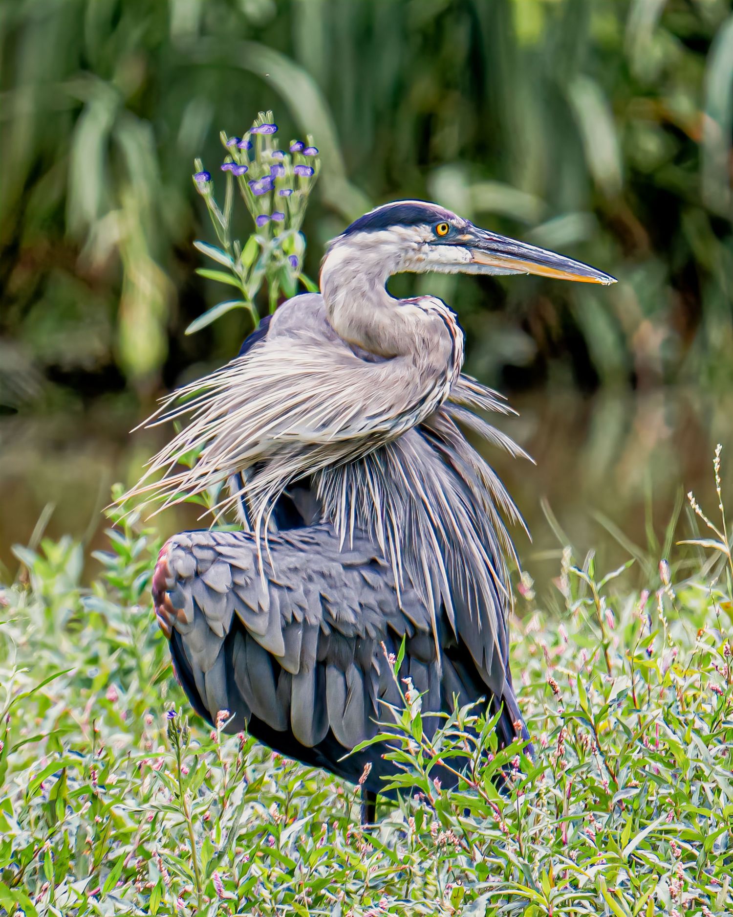 A great blue heron with ruffled feathers stands among grass and purple wildflowers.