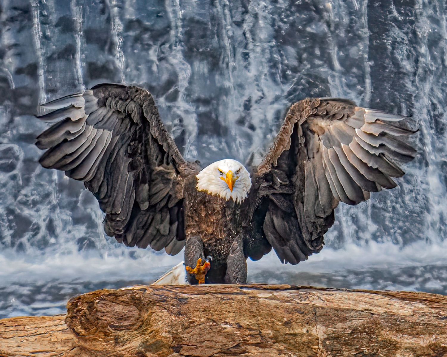 Sequence of a bald eagle swooping down to catch prey over a snowy landscape.