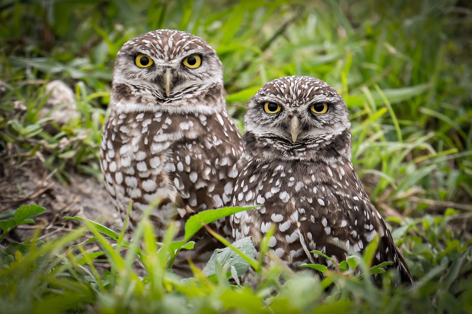 Series of close-up portraits of a burrowing owl peering through green grass.