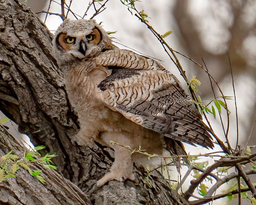 Multiple photos of an owl camouflaged against tree bark, peering through branches.