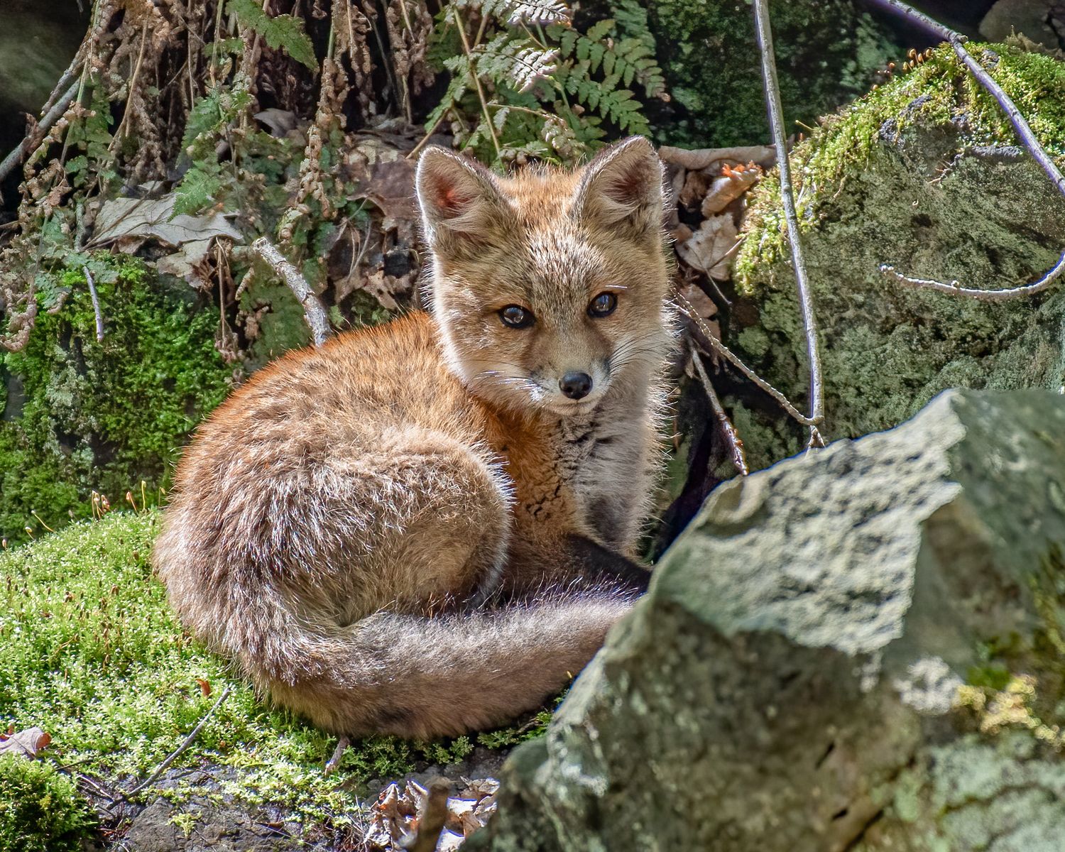 Multiple shots of a red fox resting among mossy rocks in a forest setting.