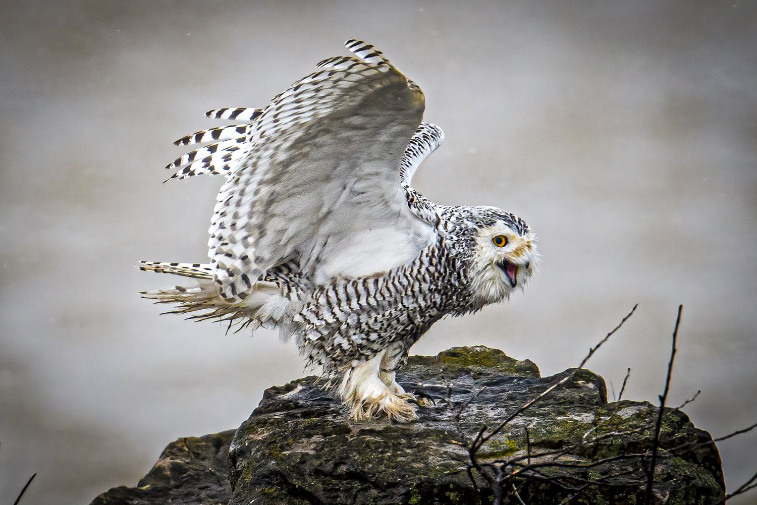 Sequence showing a snowy owl in flight against a misty grey background.