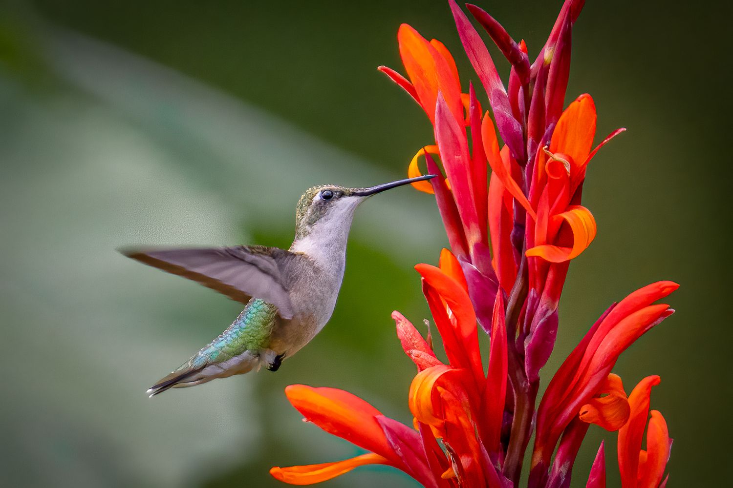 Series showing a hummingbird feeding from bright orange-red canna lily flowers.