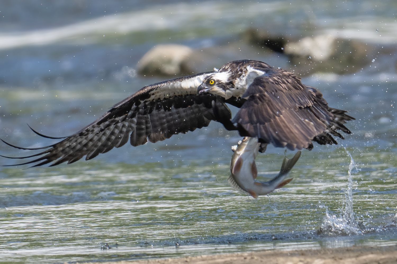 Action sequence of a bald eagle diving into water to catch fish.