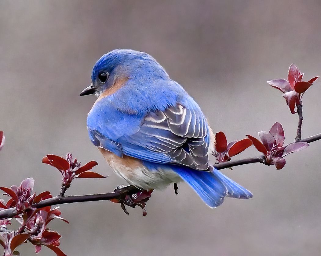 Series of photographs showing a vibrant blue bluebird perched on red tree branches.