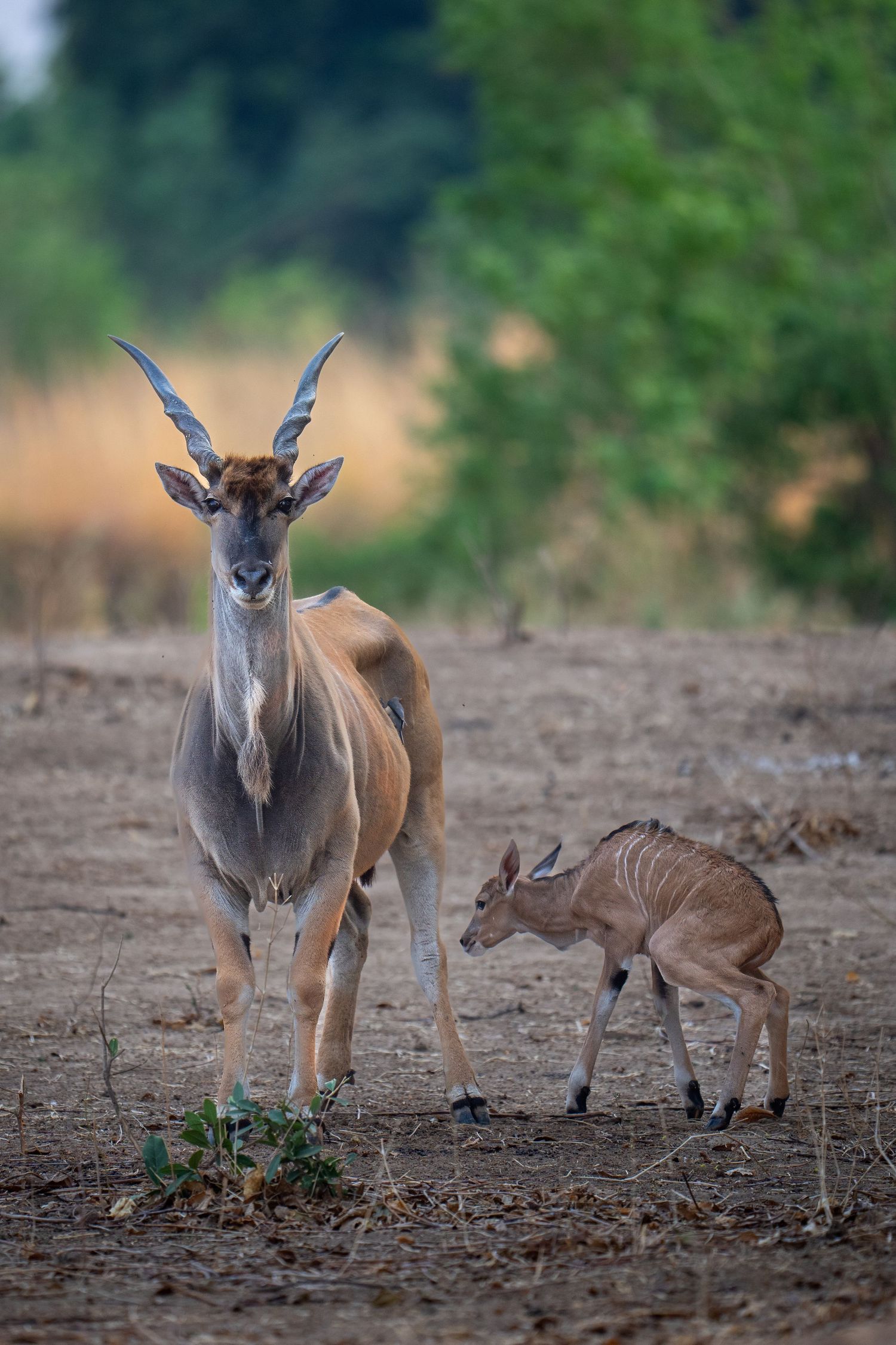 An eland antelope with a fresh newborn