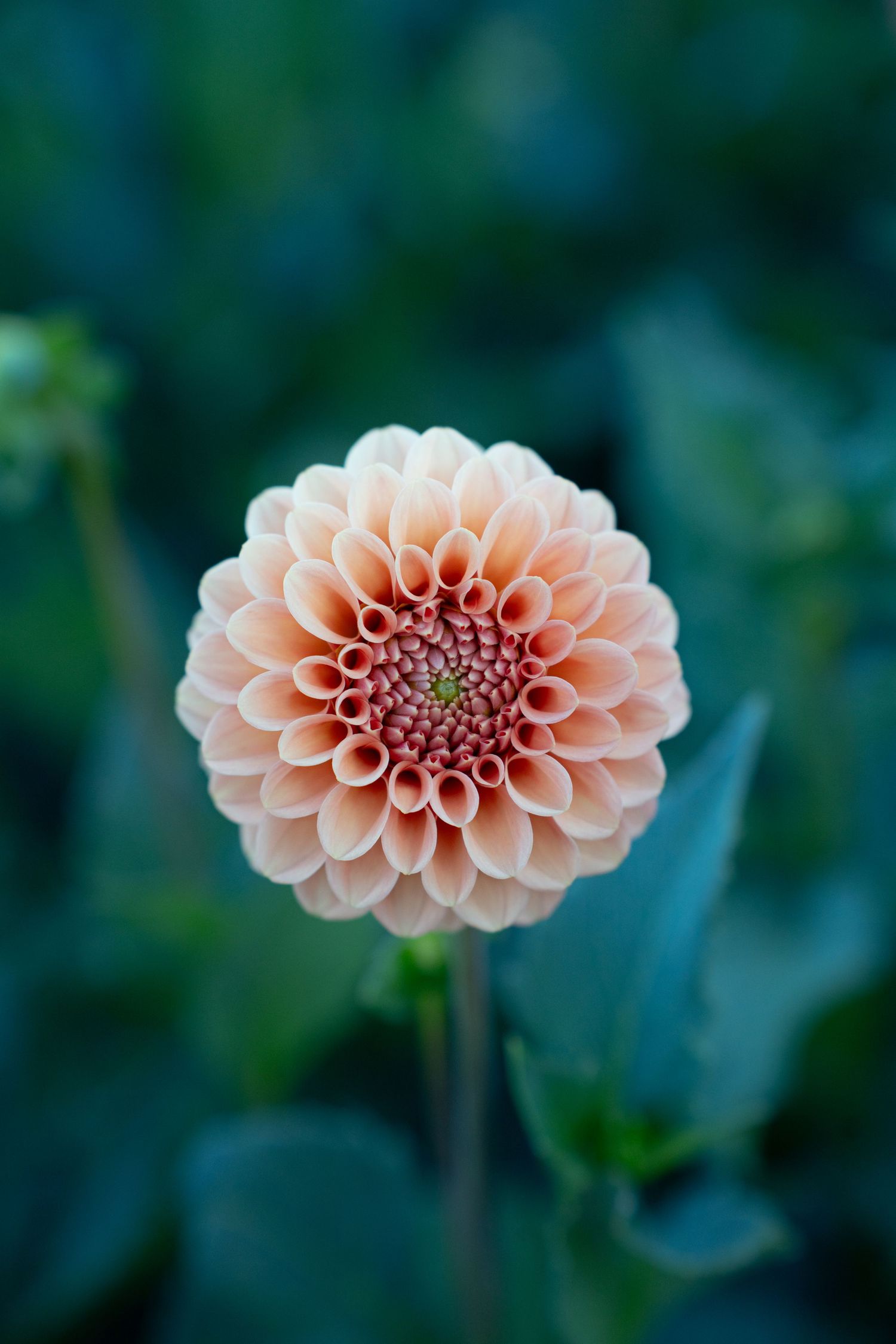Close-up of a perfect pink dahlia flower in full bloom against dark green background.