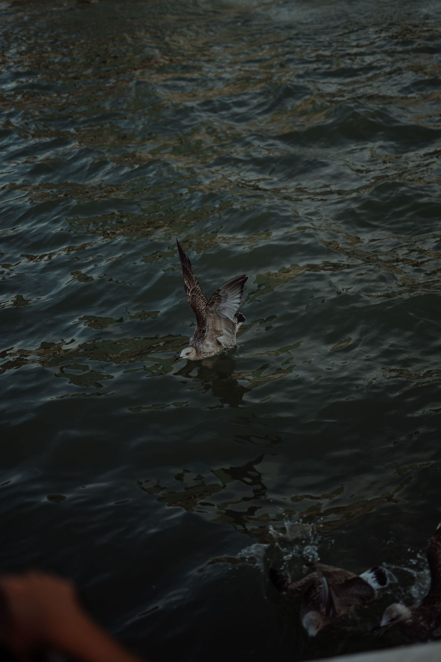 Bird wings emerging from dark rippling water surface captured in low light.
