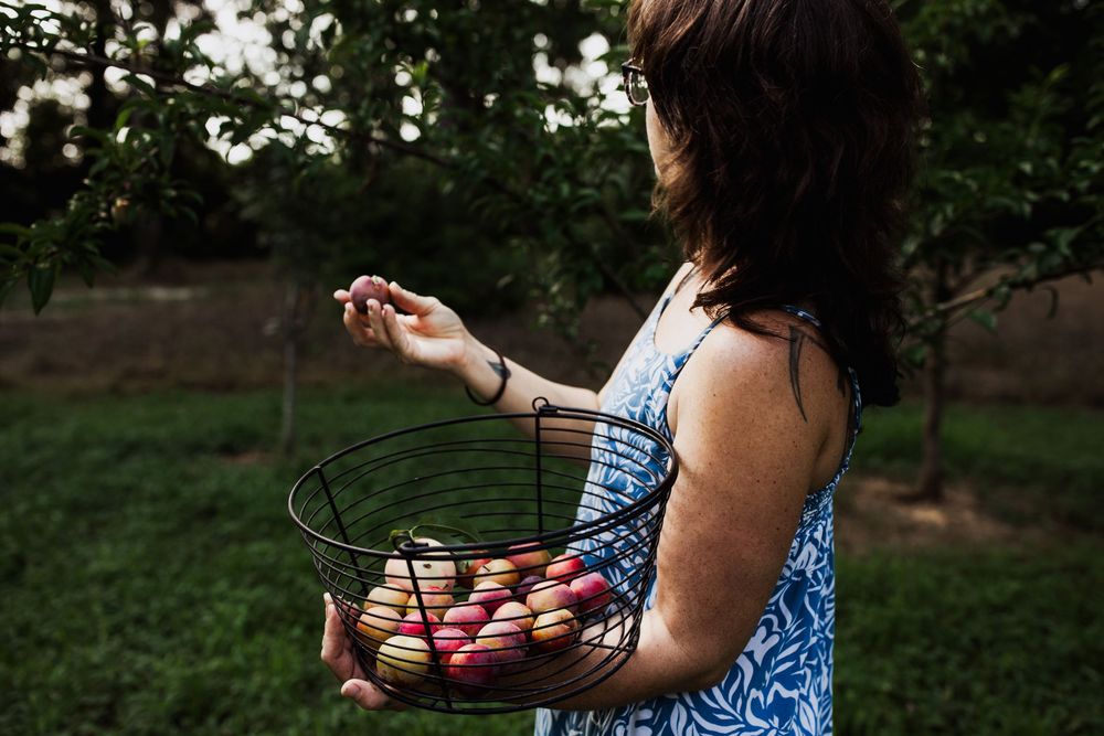 Someone in a blue and white patterned dress holds fresh cherries in their hands while standing in a garden setting.