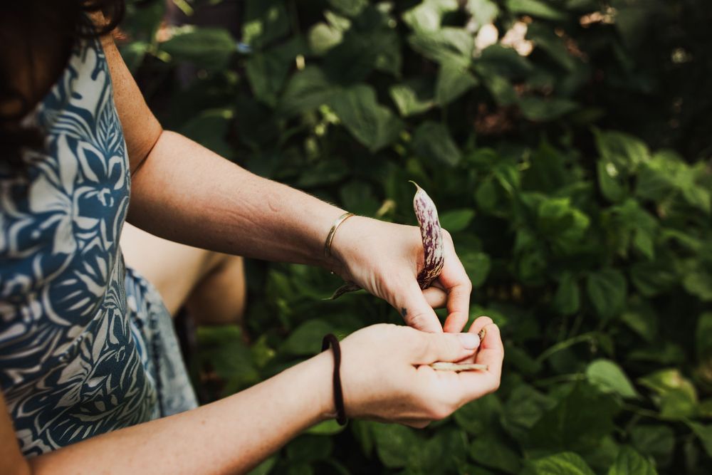 A person in a floral print dress carefully harvests fresh red tomatoes from a garden plant on a sunny day.