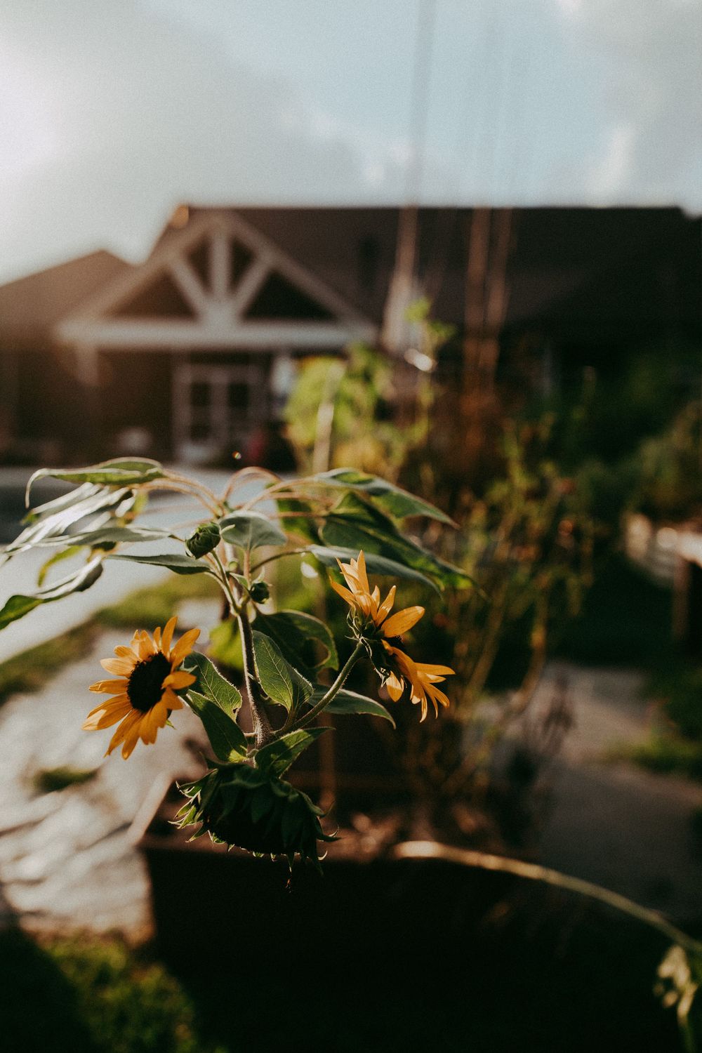 Sunflowers bloom in a row against a blurred rustic wooden building backdrop during sunset.