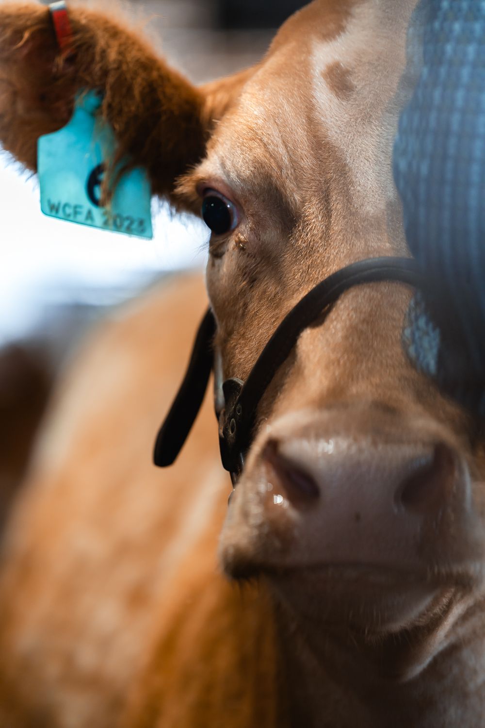 Close-up shot of a brown cow's face showing its eye and nose with a halter.