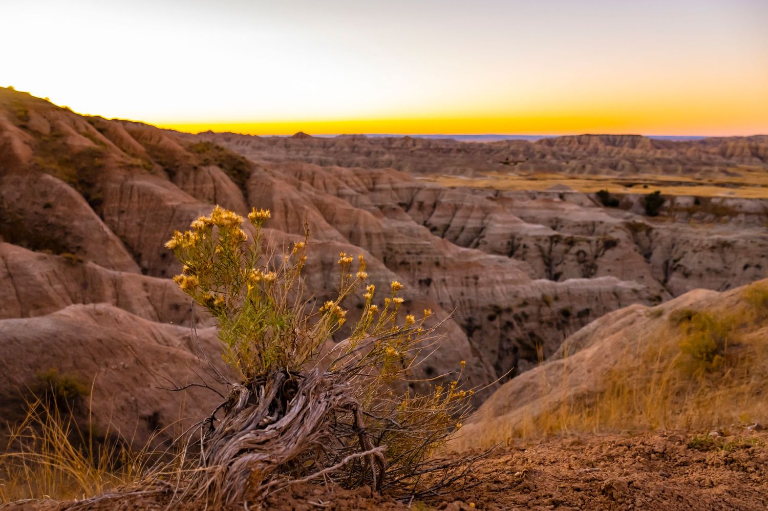 Sunset over the Badlands with yellow wildflowers in the foreground.