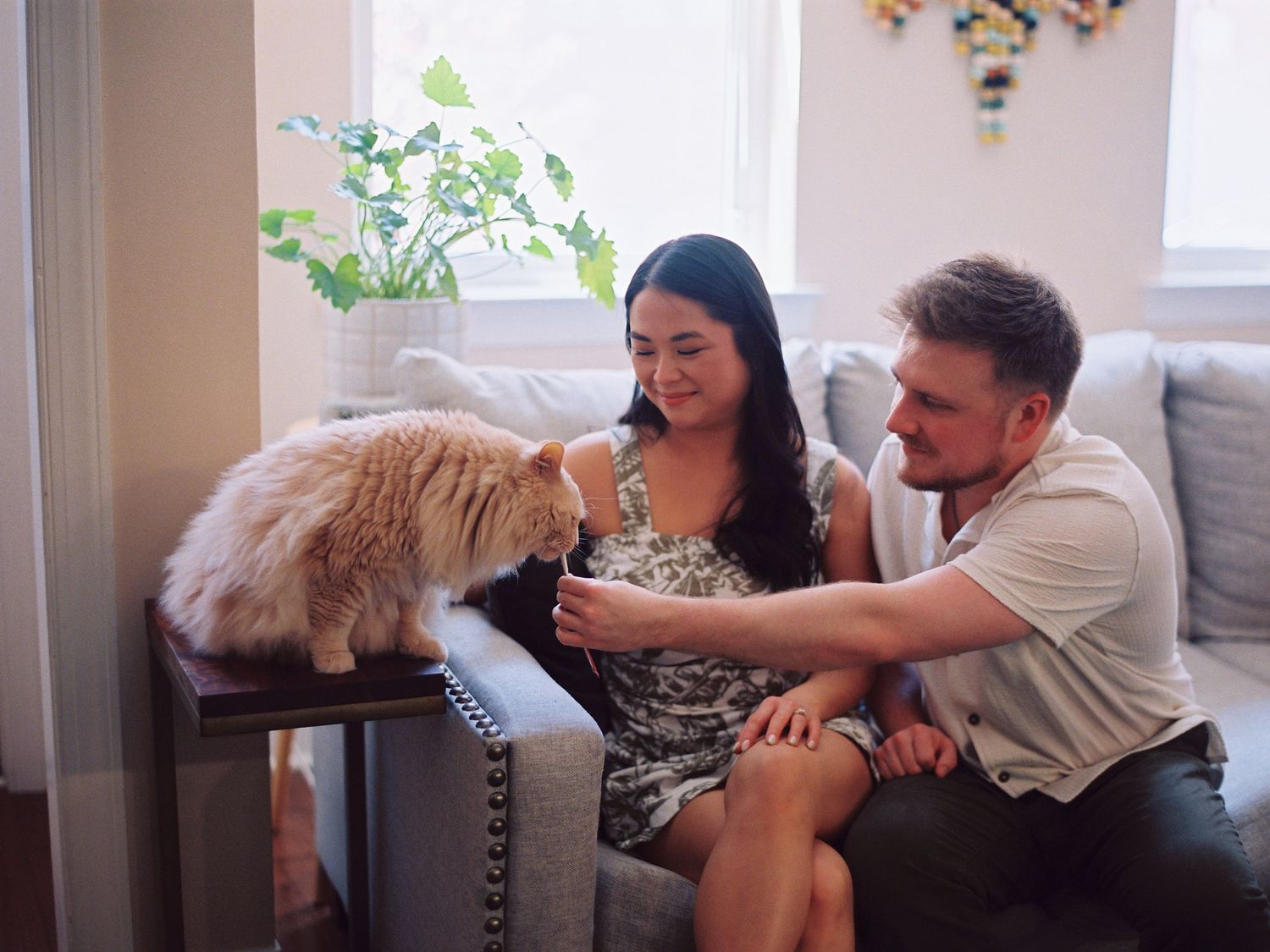 A fluffy cat sits on a chair arm while being petted in a cozy living room with a houseplant.