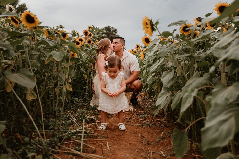 A sunflower garden path with tall green stalks and blooming yellow flowers.