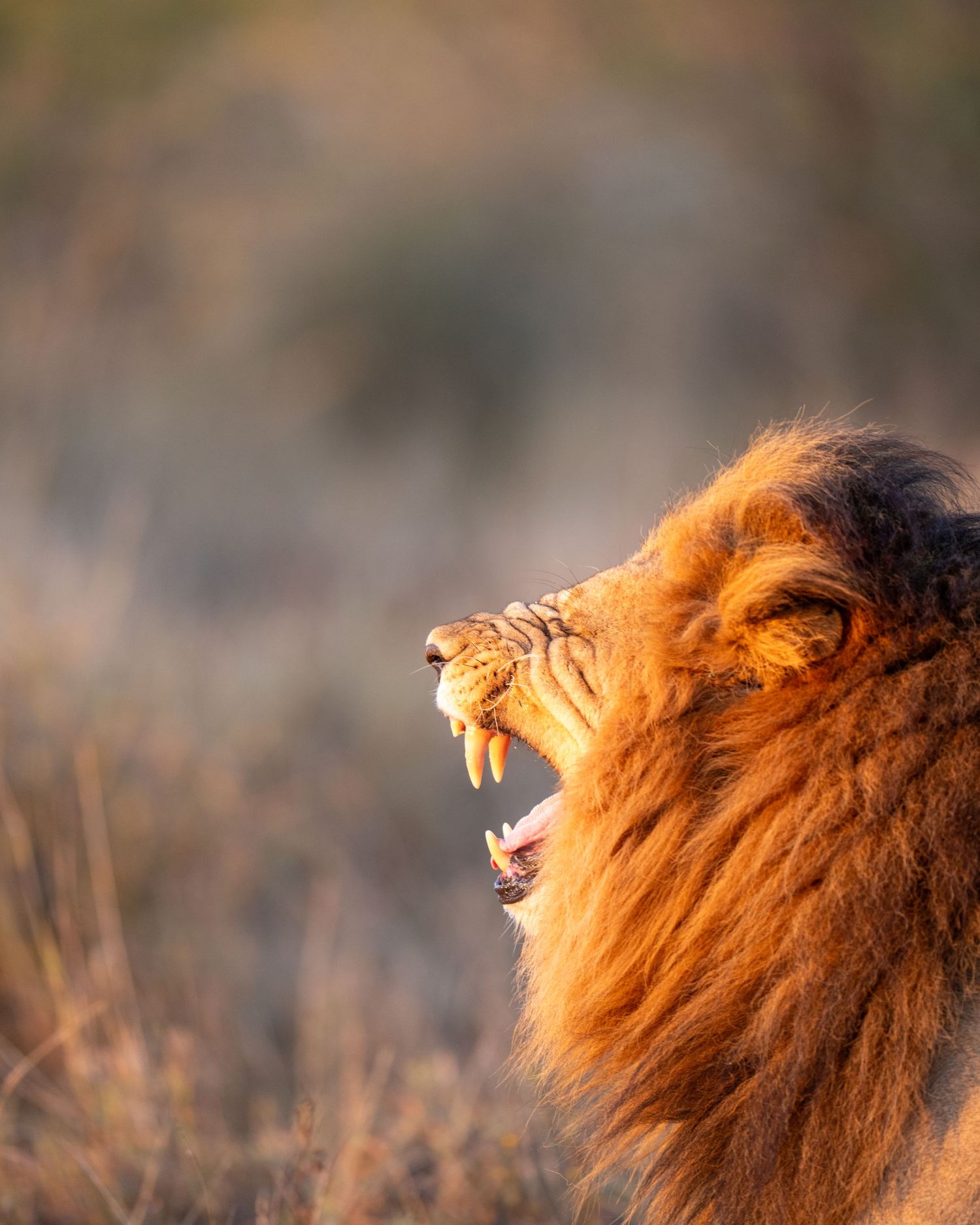 Male lion's profile and mane illuminated by golden sunset light.