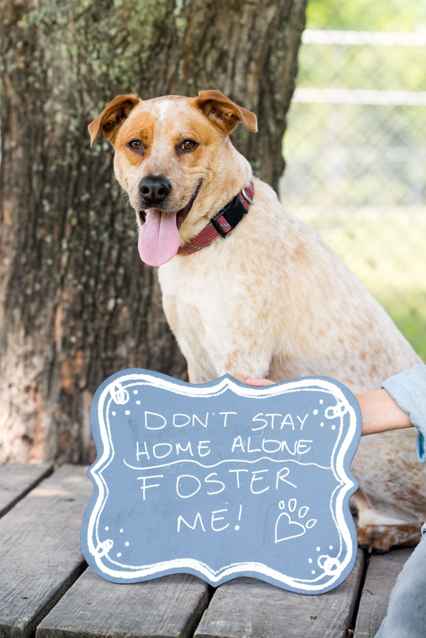 adoptable dog in Houston Texas