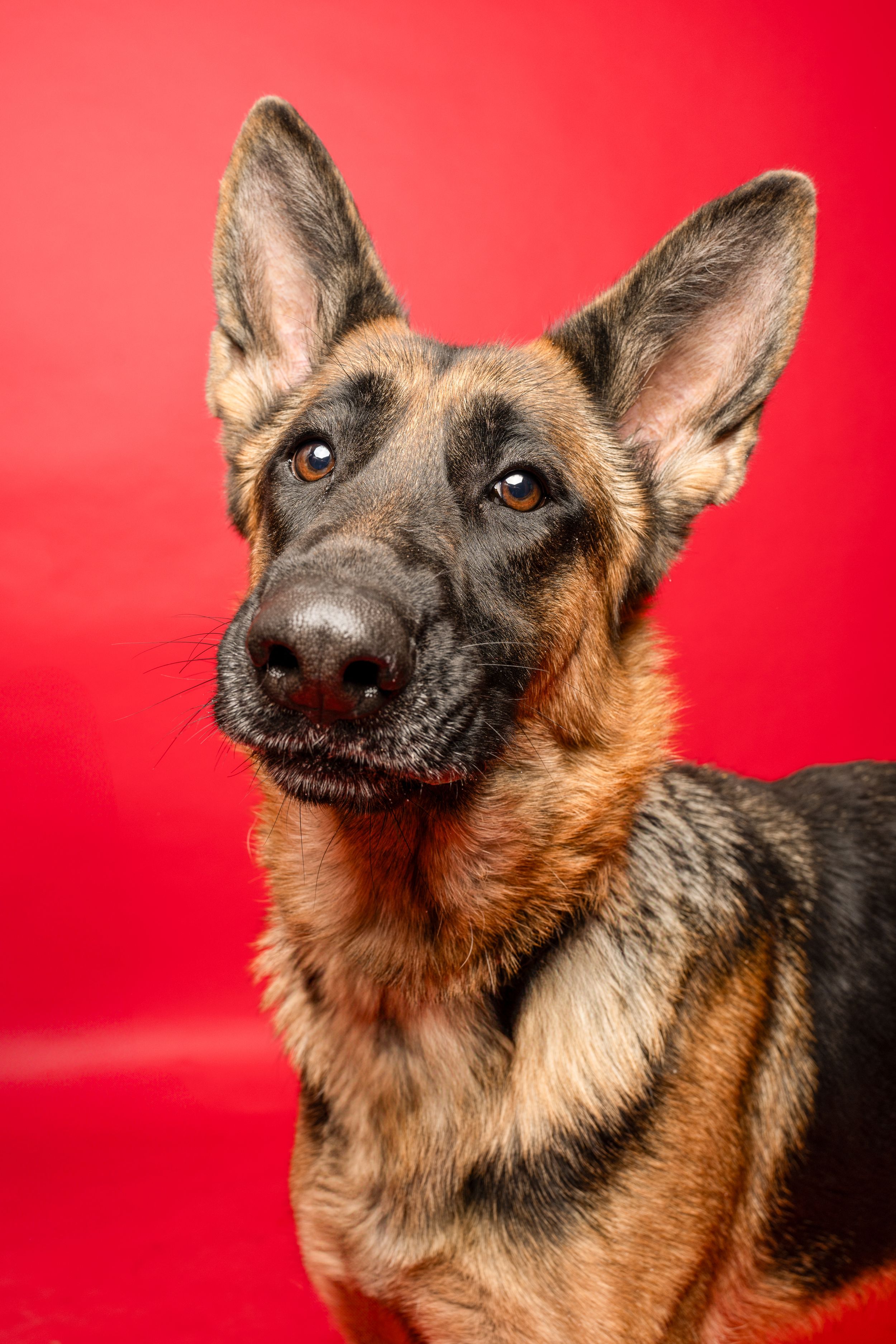 A black and tan dog is in front of a red backdrop