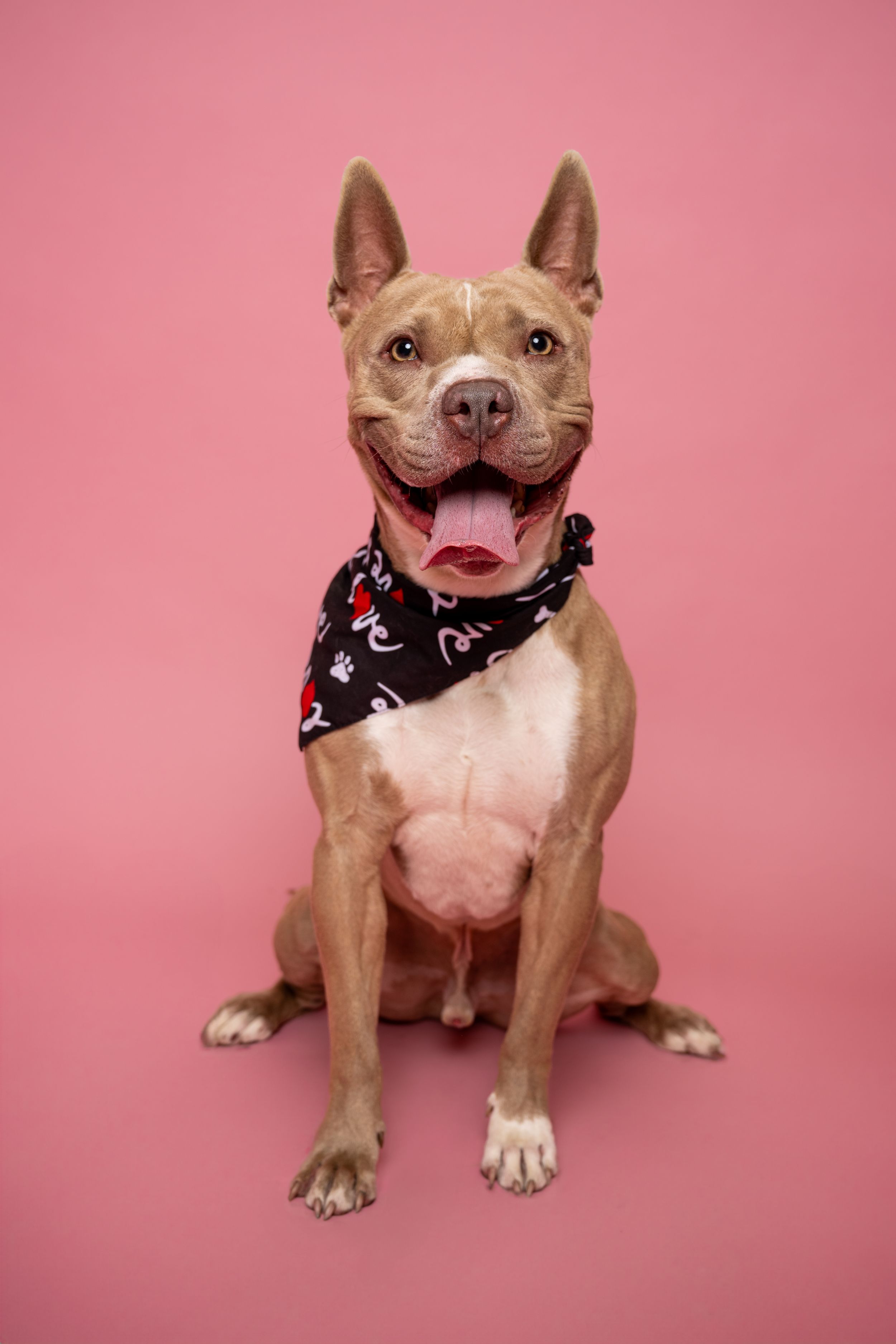 A tan and white dog is sitting wearing a bandana in front of a pink backdrop.