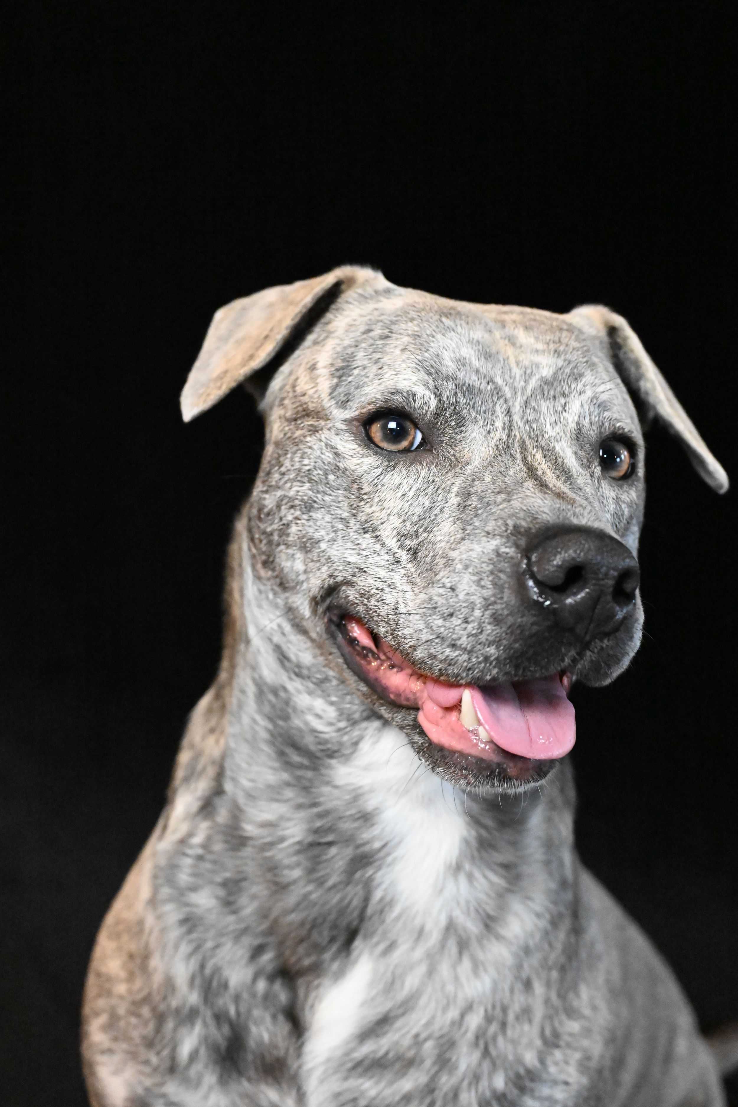 A brown and white dog is in front of a black background
