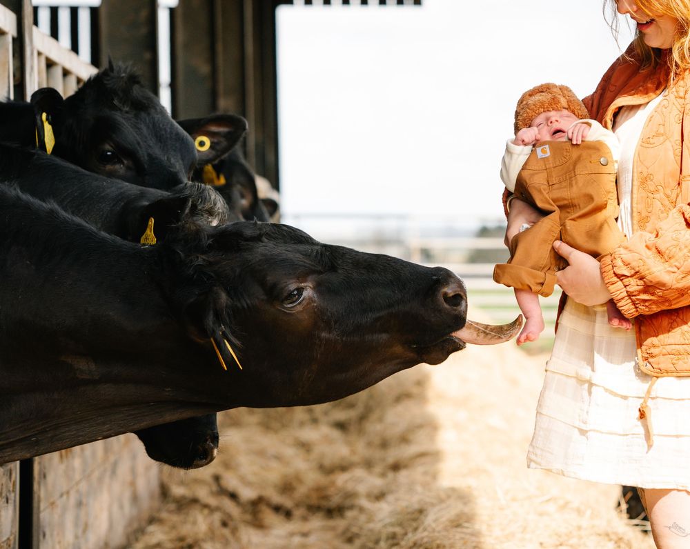 A mother holding her baby while black cows lick their hands at a farm barn.