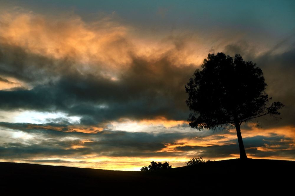 Silhouette of a lone tree against a dramatic sunset sky with vibrant orange and blue clouds.