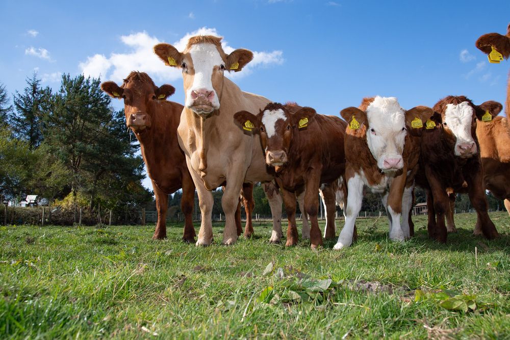 Simmental cows in field
