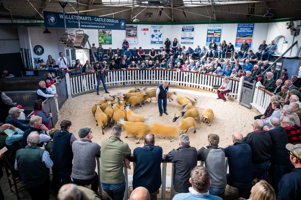 busy auction ring where sheep are being sold