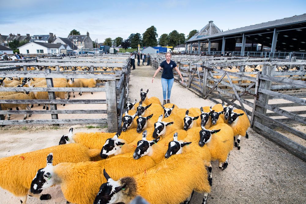 sold sheep getting moved back to pen