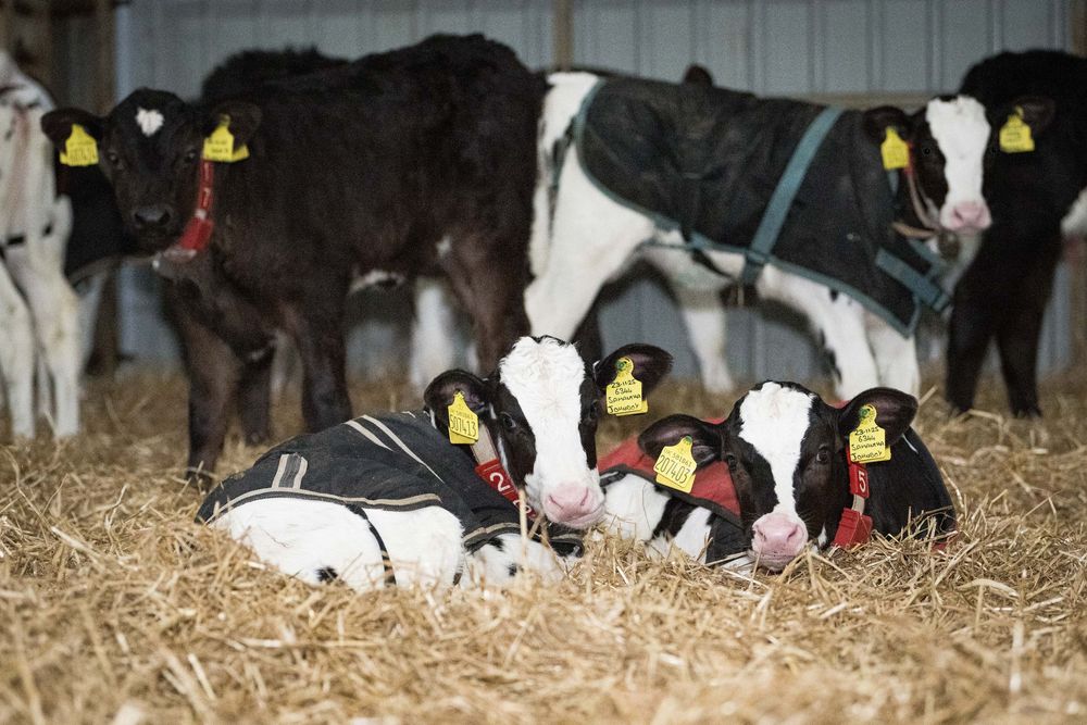 Calves relaxing in straw