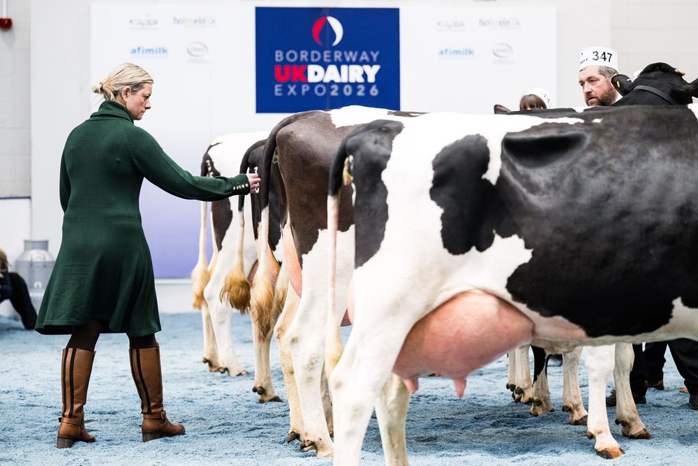 Judge looking at dairy cattle