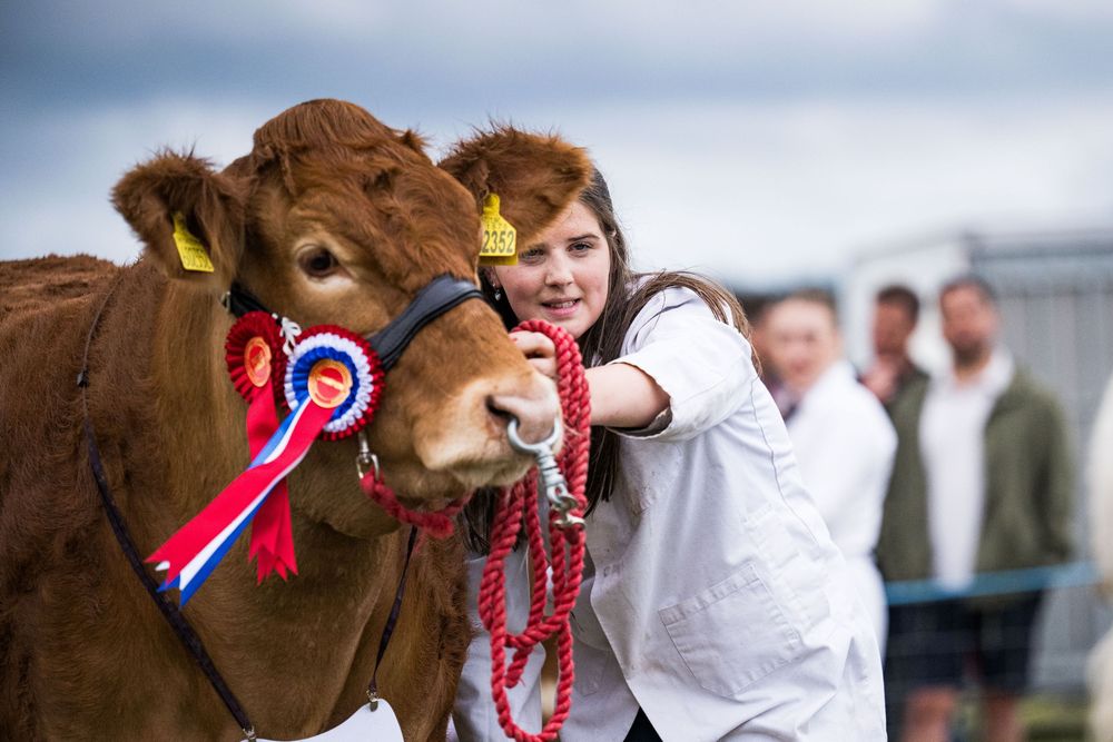 Girl with a Limousin cow