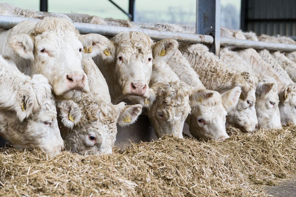 Cattle eating silage