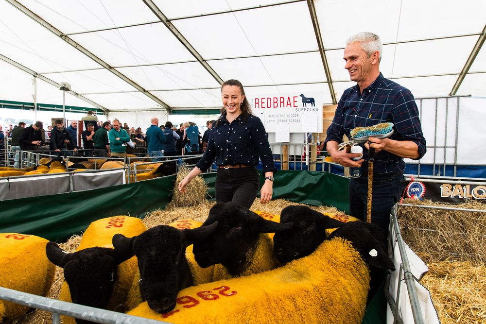 people moving sheep in pen