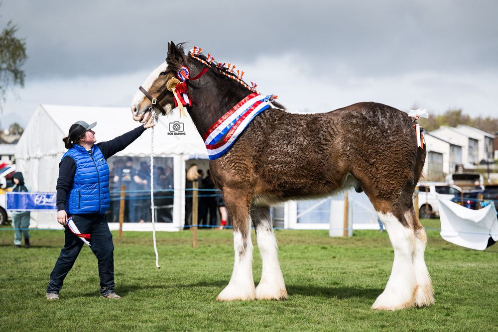 Champion Clydesdale Horse