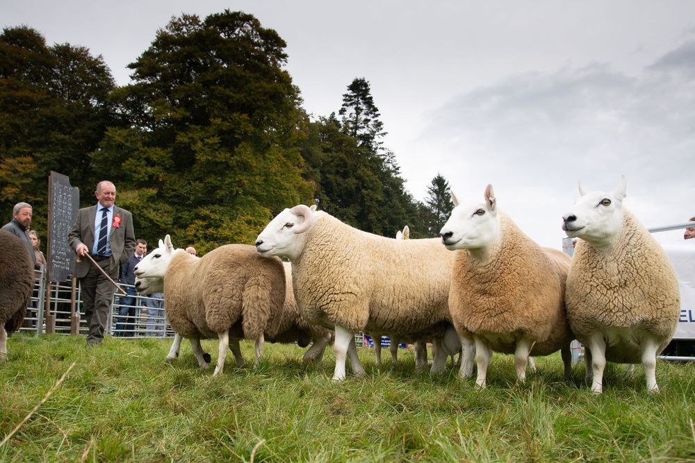 SCC sheep in ring with judge