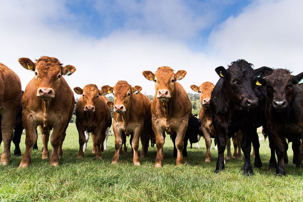 Cattle in grass field