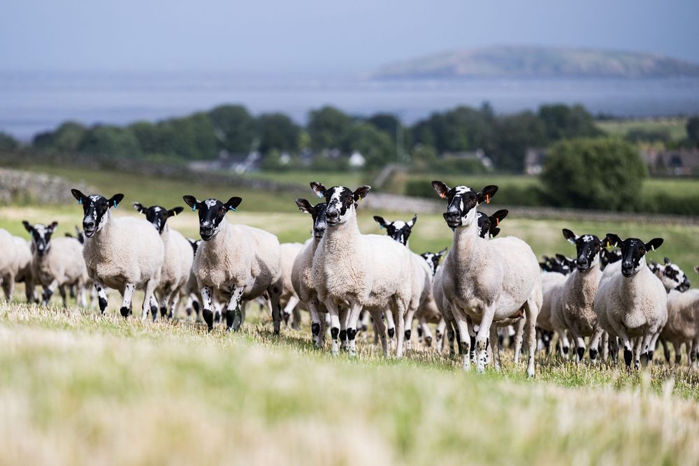 sheep- mule gimmers